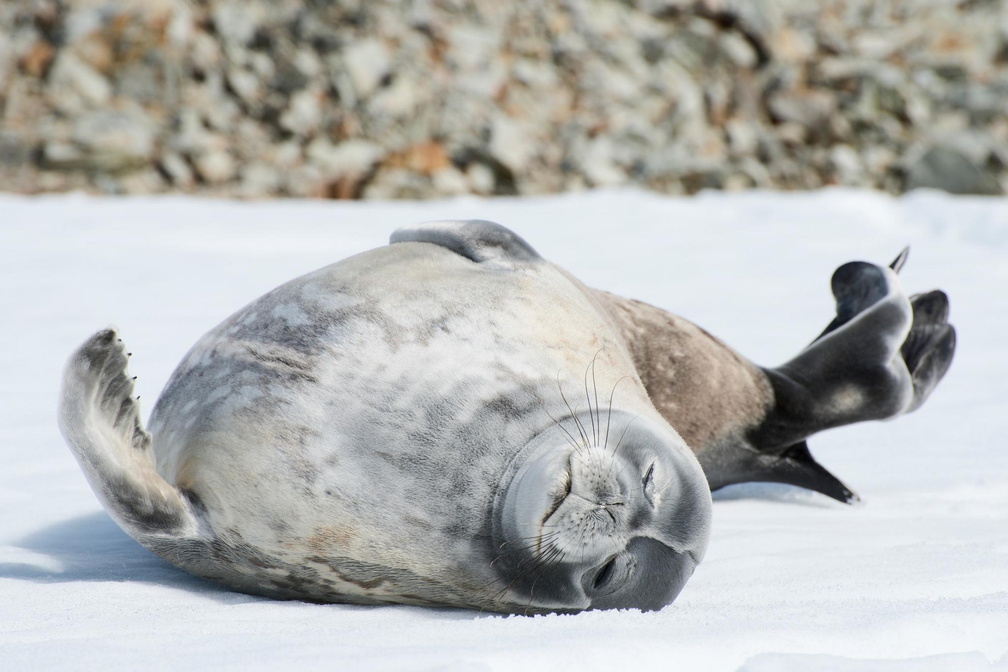 a grey seal rolling on its back with one foot out in the air