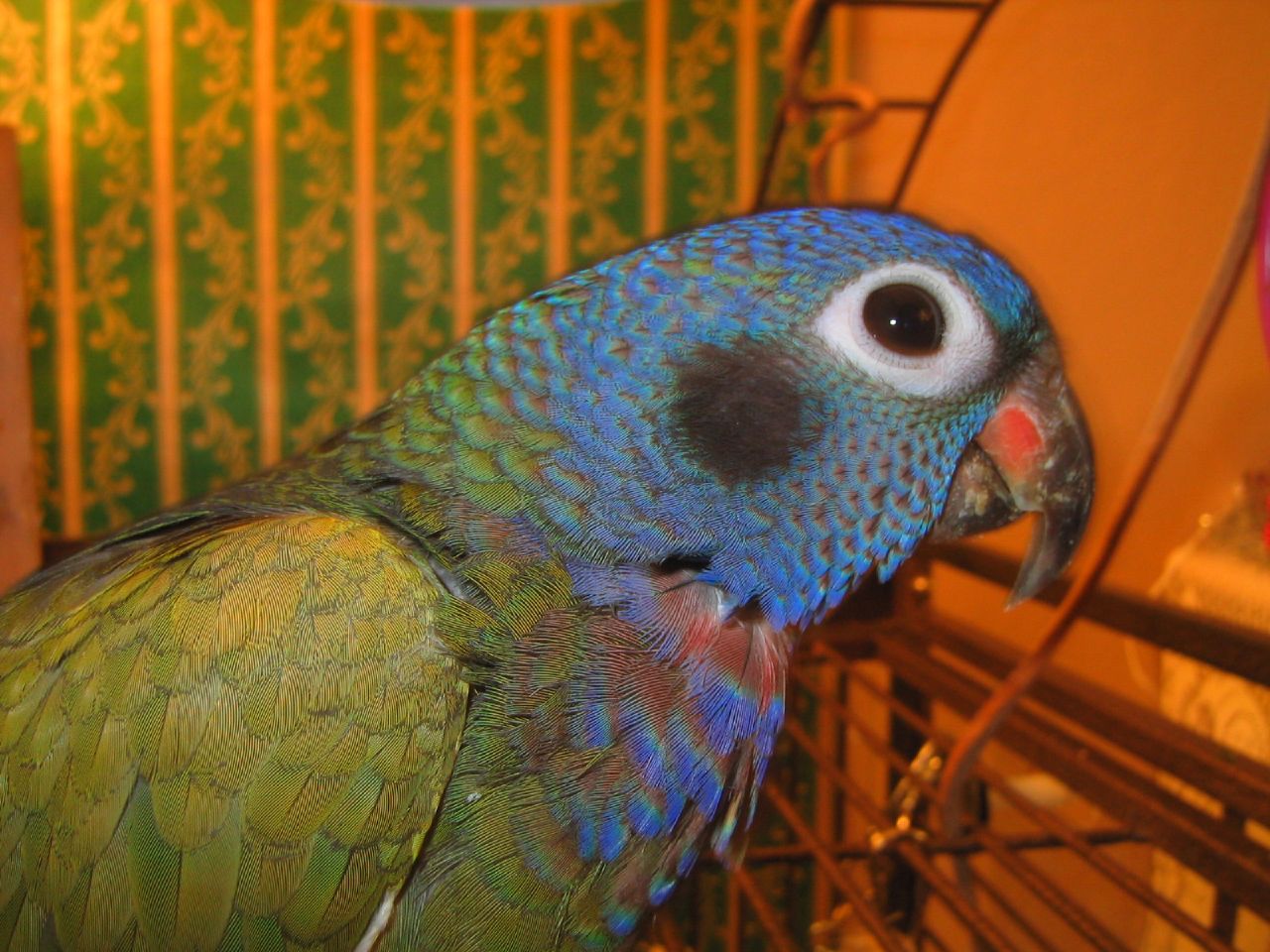 a parrot sits in a cage near a wall