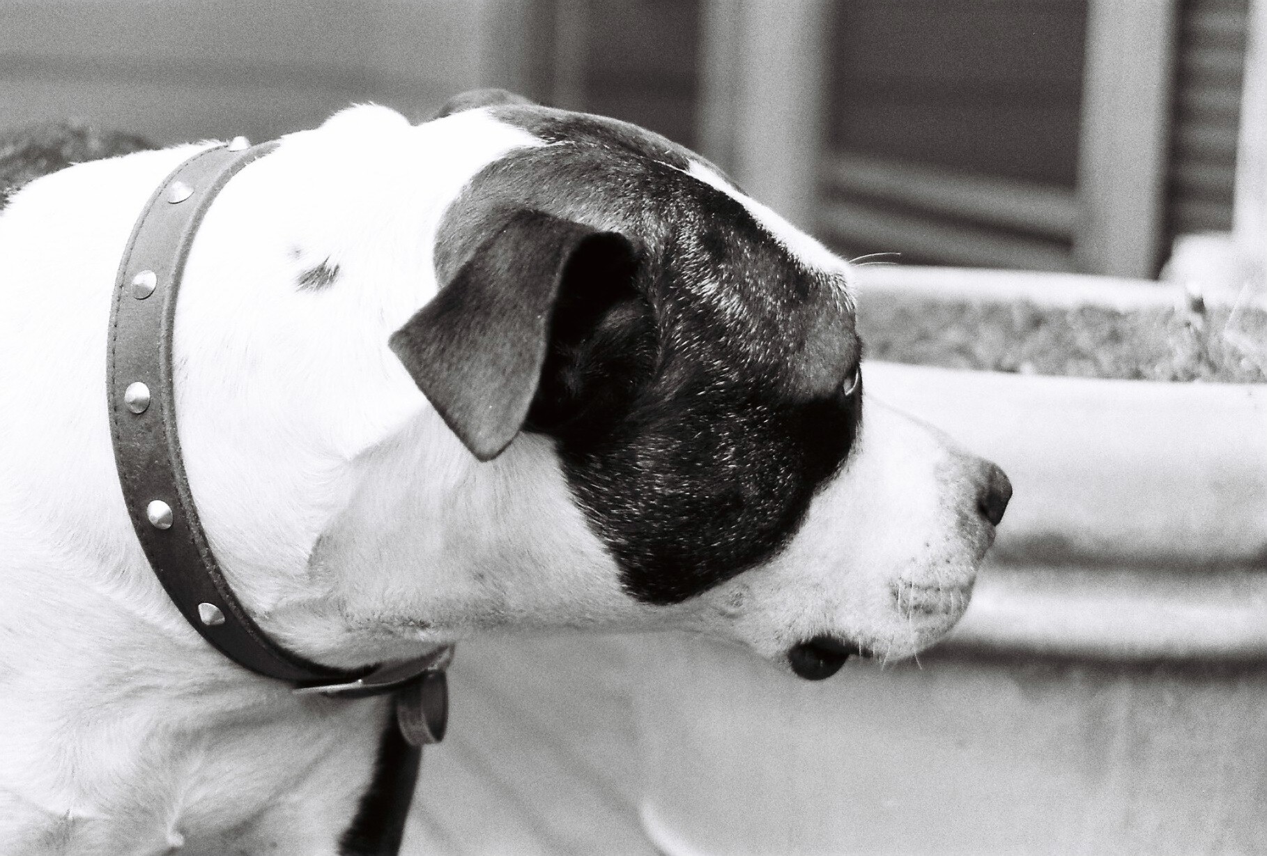 black and white dog standing on the steps in front of a window