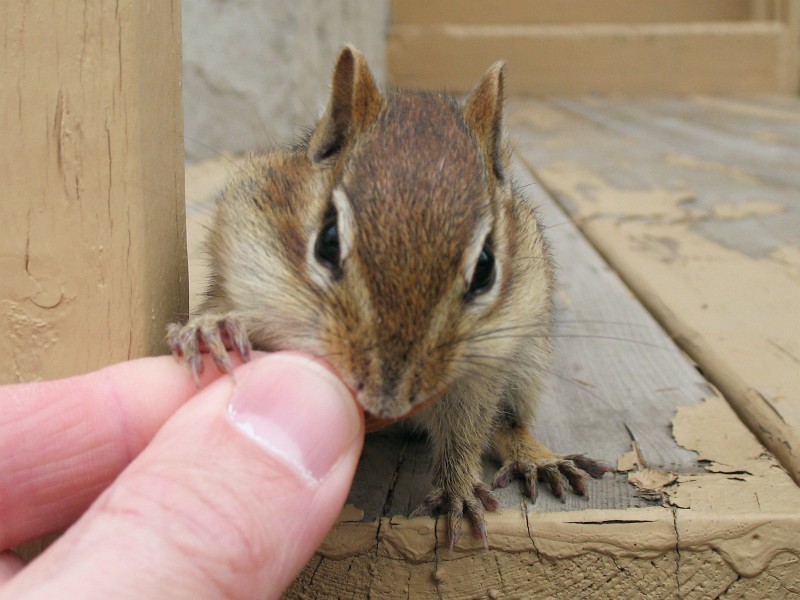 a hand holding a small rodent on top of a wood floor