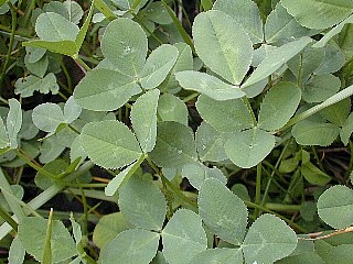 a group of small leaves surrounded by thin grass