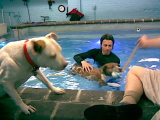 a person and a dog in a pool with a stick