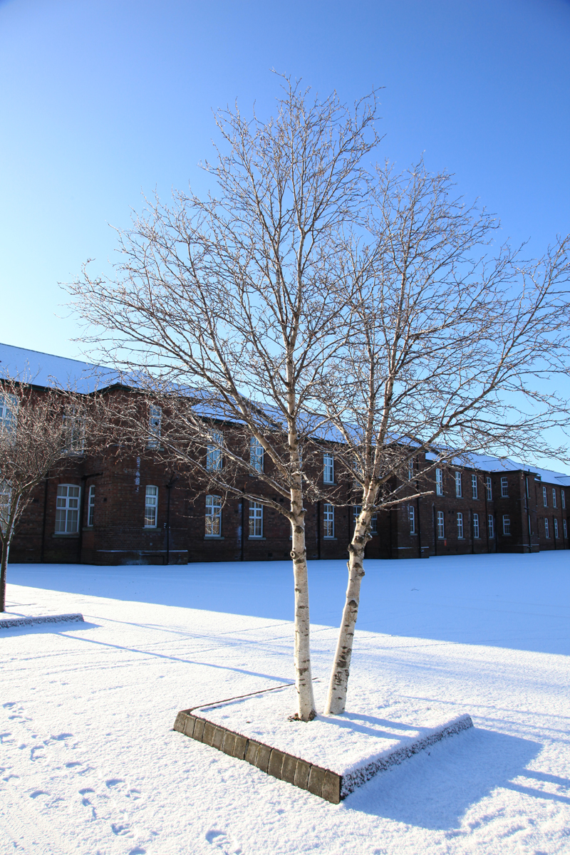 a snow covered landscape features two trees on either side of a building