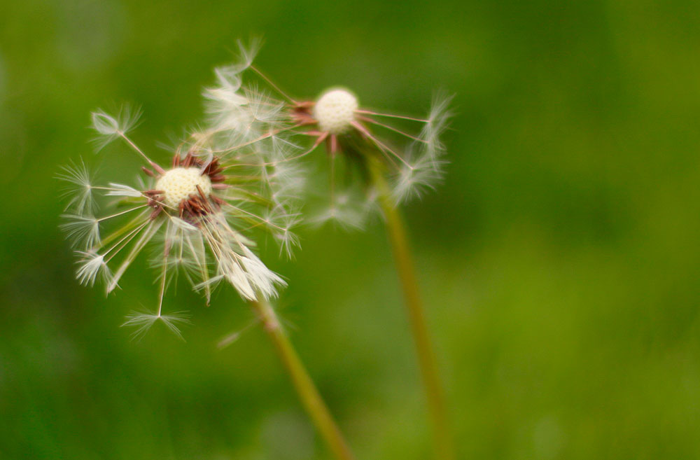 two dandelions are standing in the grass