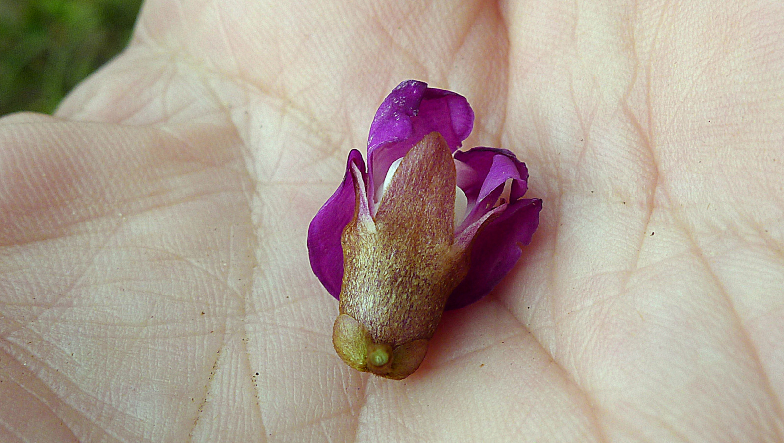 the purple flower has a few yellow centers