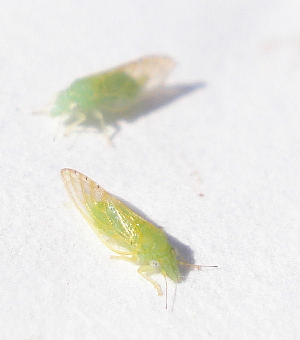 two green bugs standing in snow covered ground