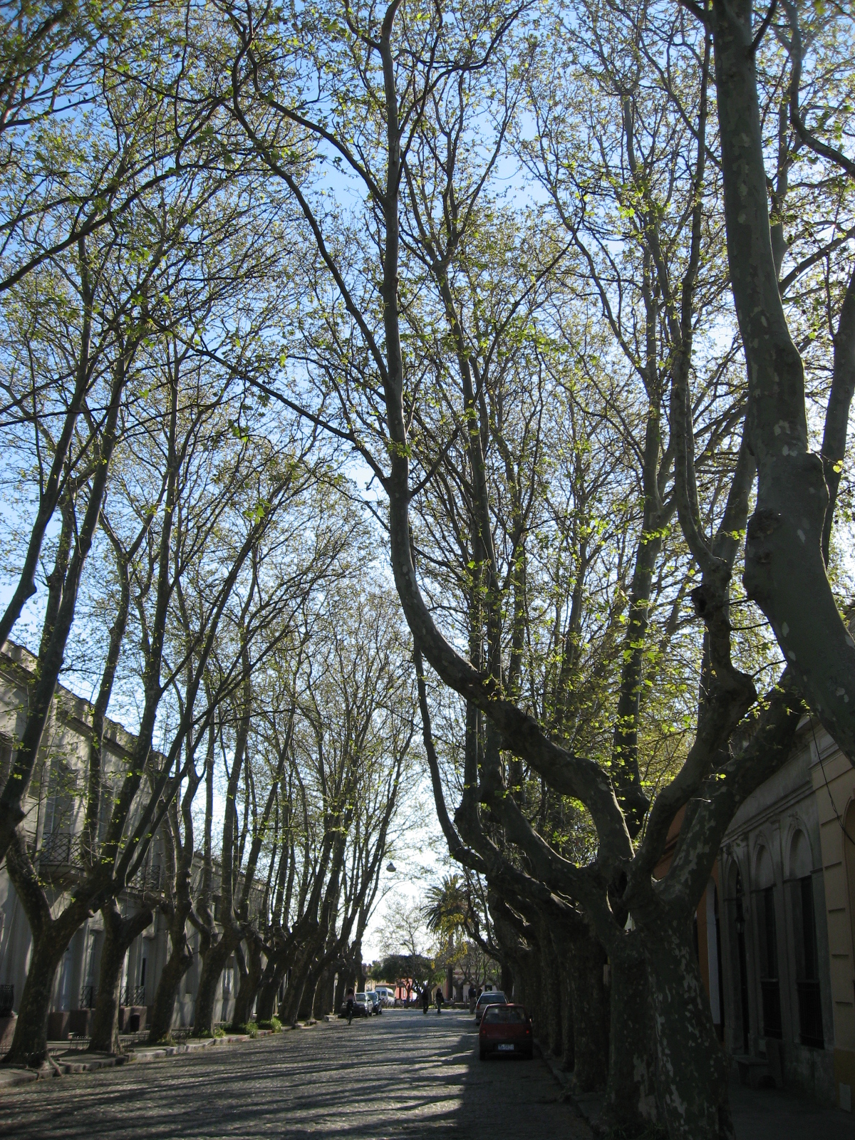 a tree lined street in a city with buildings