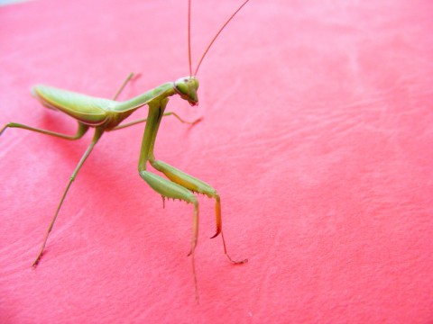 a mantisca sits on a pink surface