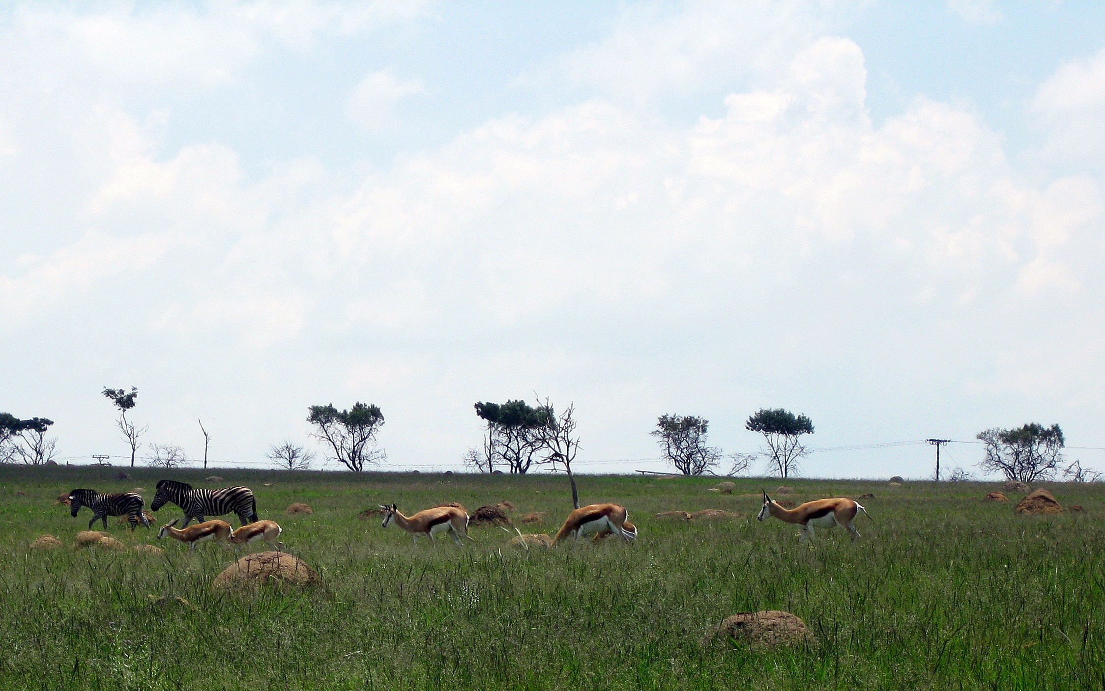 a herd of wild animals walking across a green grass covered field