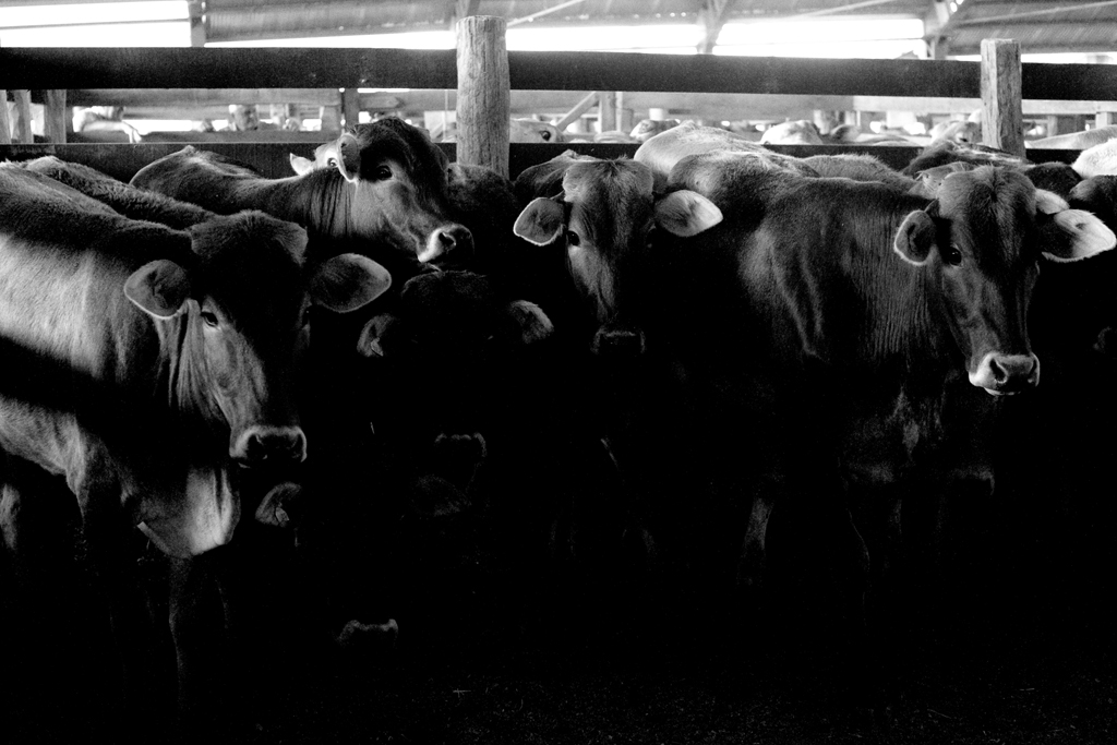 a group of cows in a building under a covering