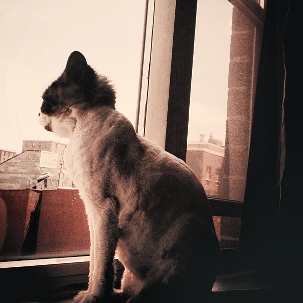 a cat that is looking outside of a window