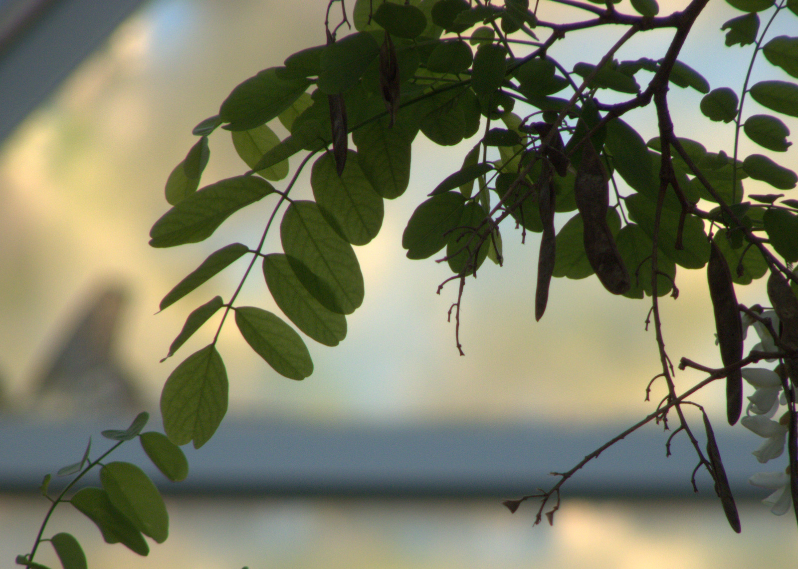 a close up of some green leaves on the nches