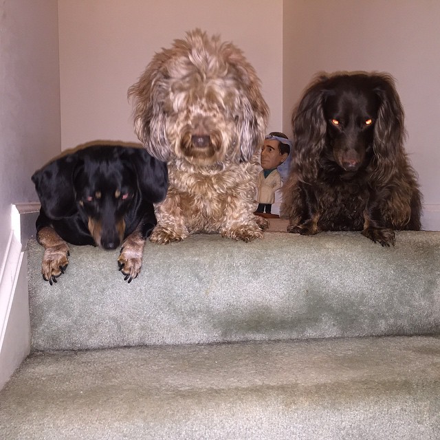 a few different dogs sitting on some stairs