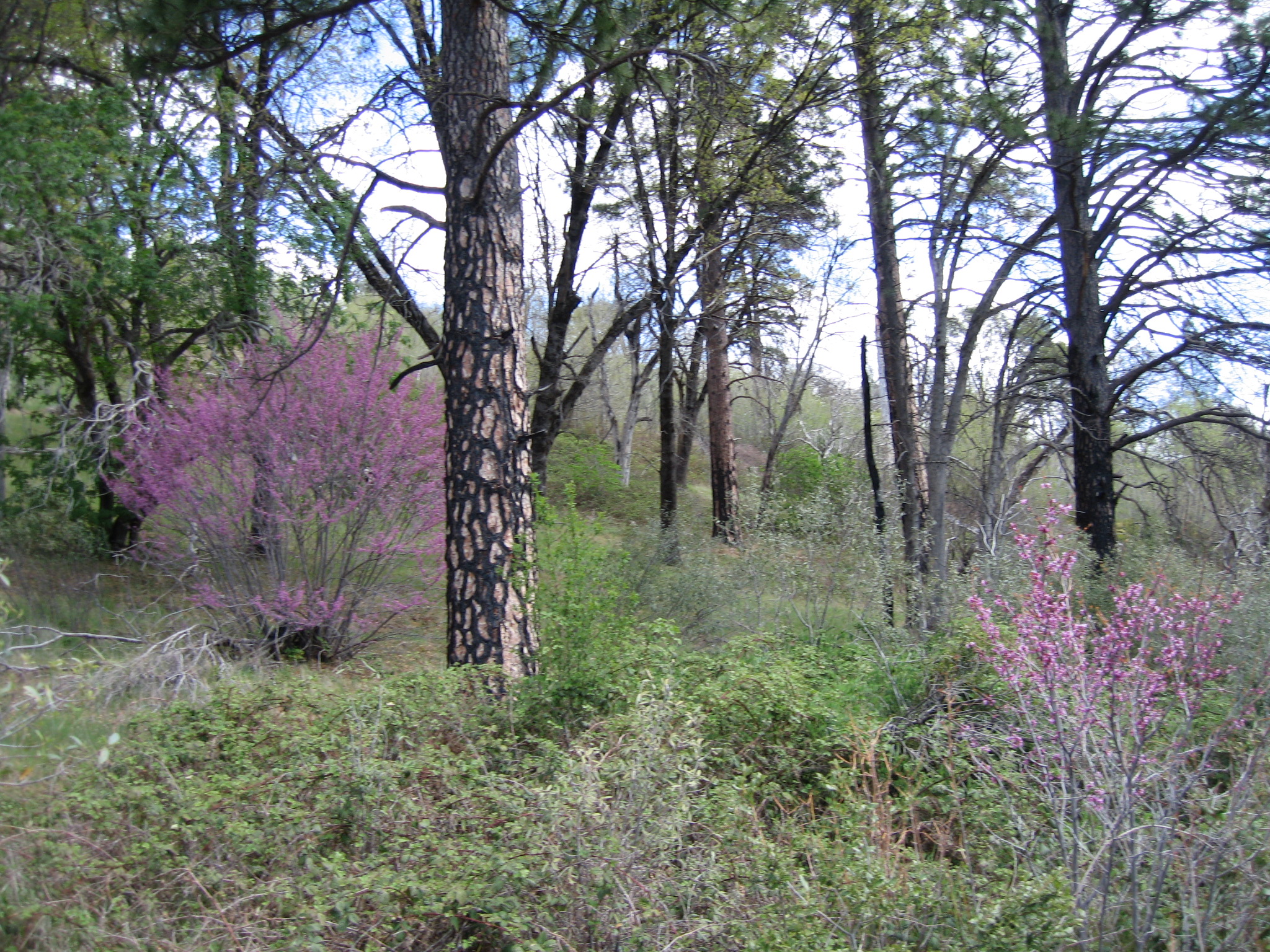 a grassy area with lots of trees and grass