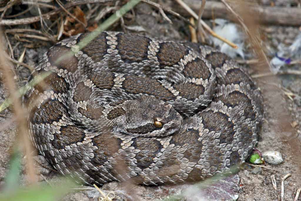 a snake with a very thick skin sitting in the middle of a dirt field