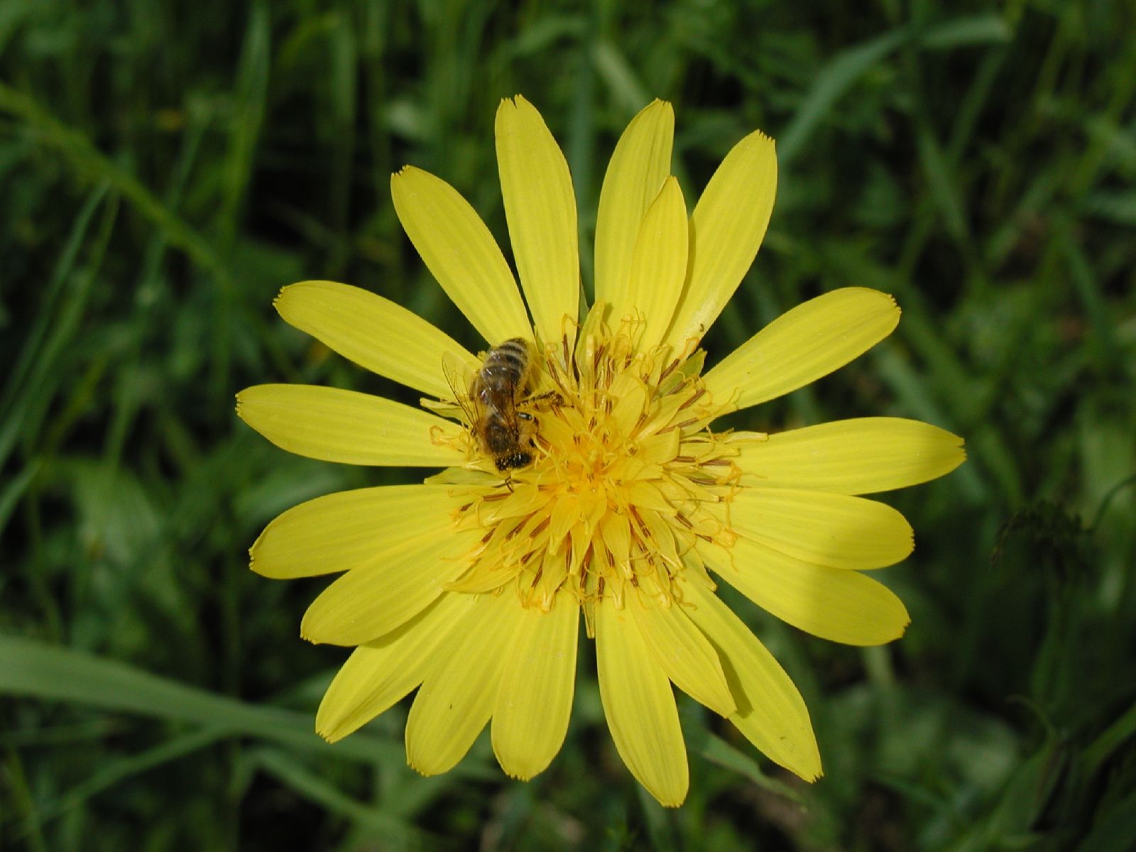 a honey bee is on a yellow flower