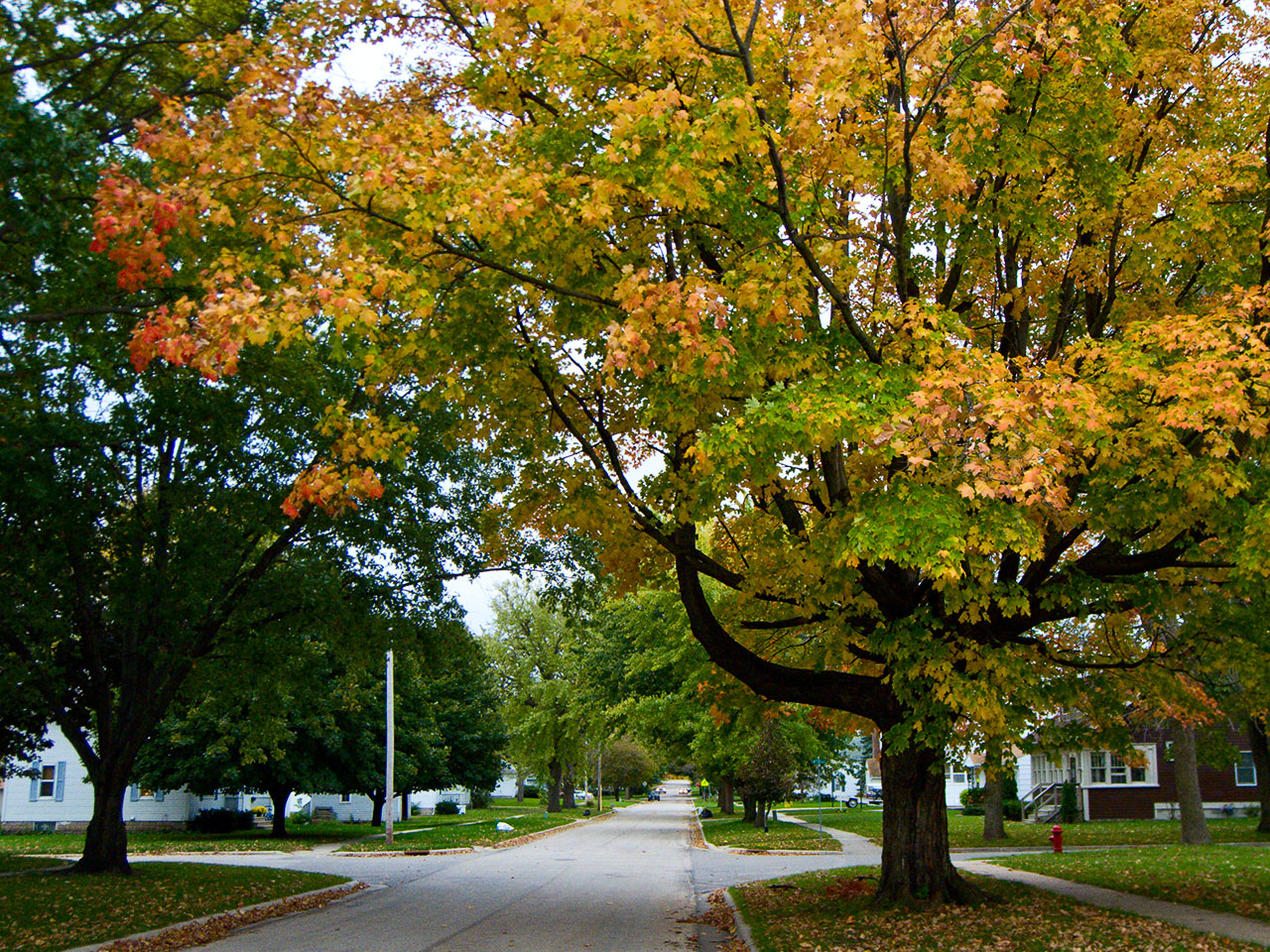 a wide street with leaf strewn trees lining the edge