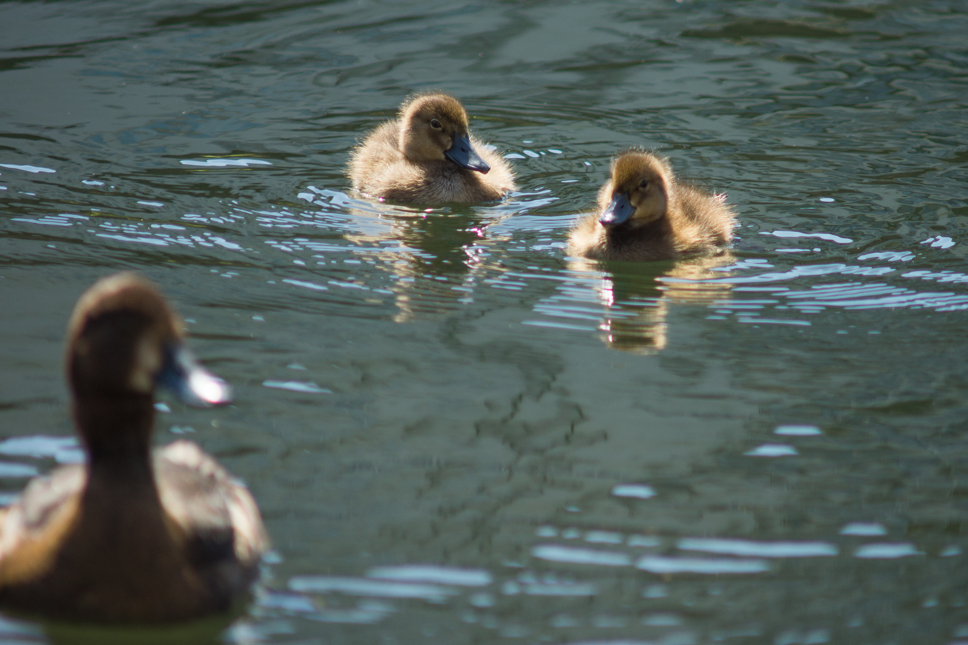 three ducks on a lake of some sort
