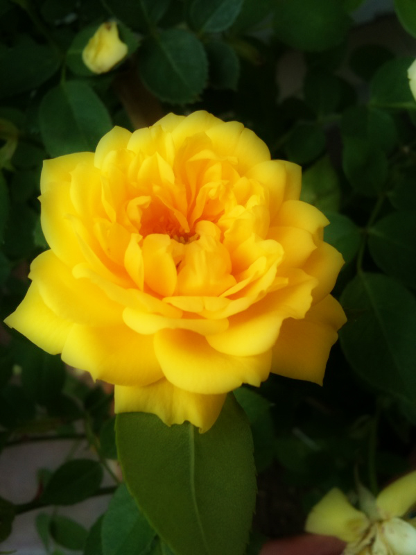 close up s of yellow flower with green leaves