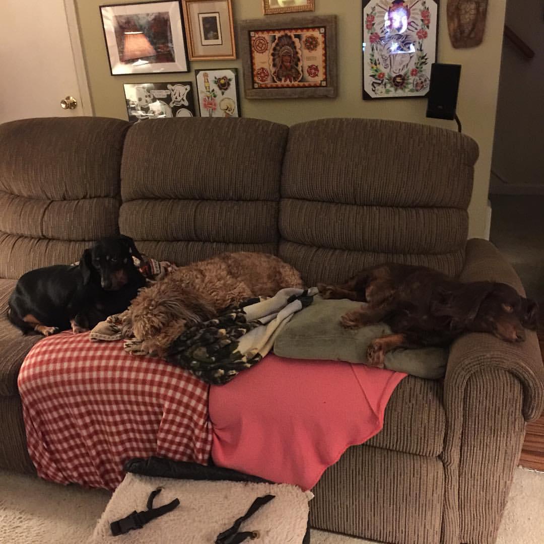 dogs laying on top of blankets on the couch