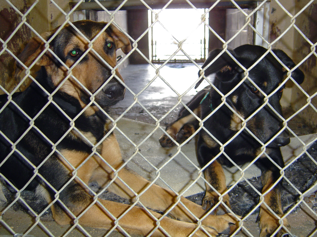 two large dogs sitting behind the bars of an enclosed space