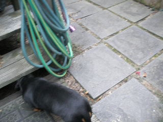 the dog is black and has brown and white stripes