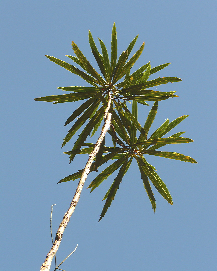 looking up at the top of an upturned palm tree