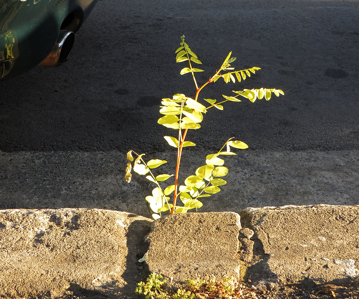 there is a plant that is growing from the curb