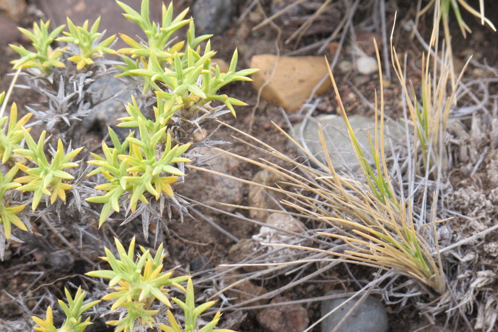 a close up view of some vegetation on the ground