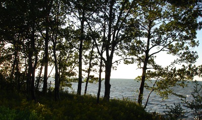 several trees near the water during a sunny day