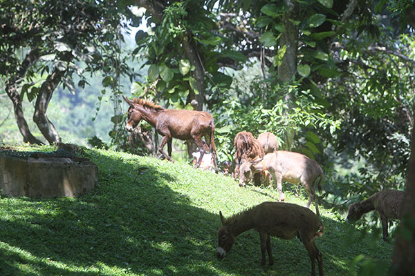 a herd of deer on a green hillside with trees