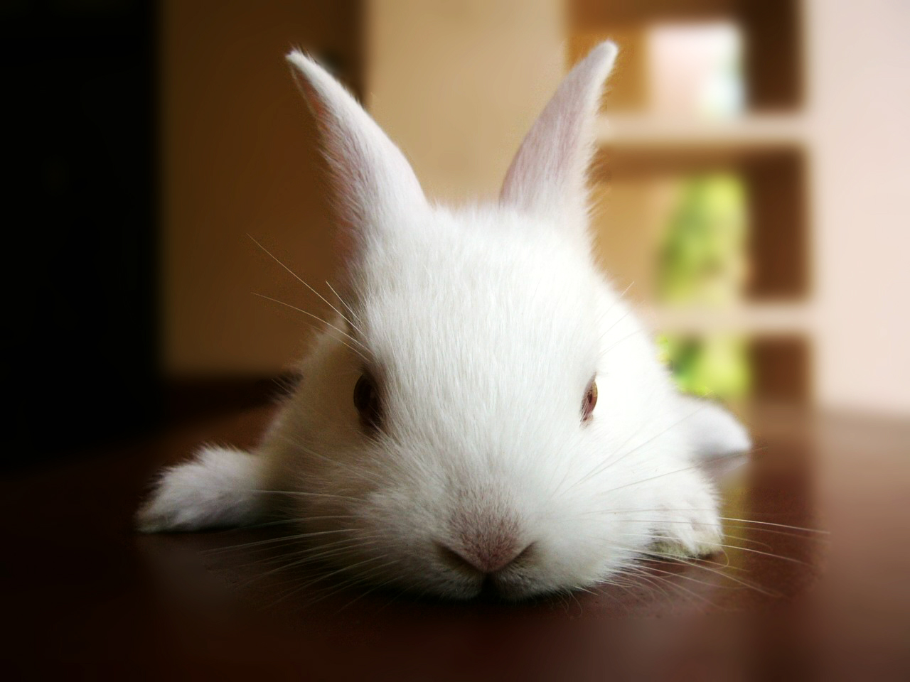 a rabbit lying it's head on a table