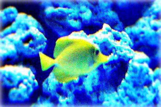 a yellow fish swimming near some blue coral