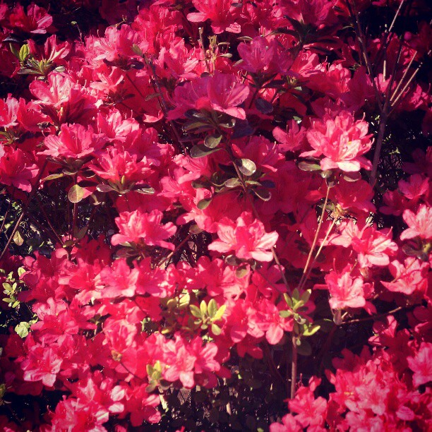 a bunch of pink flowers in the bushes