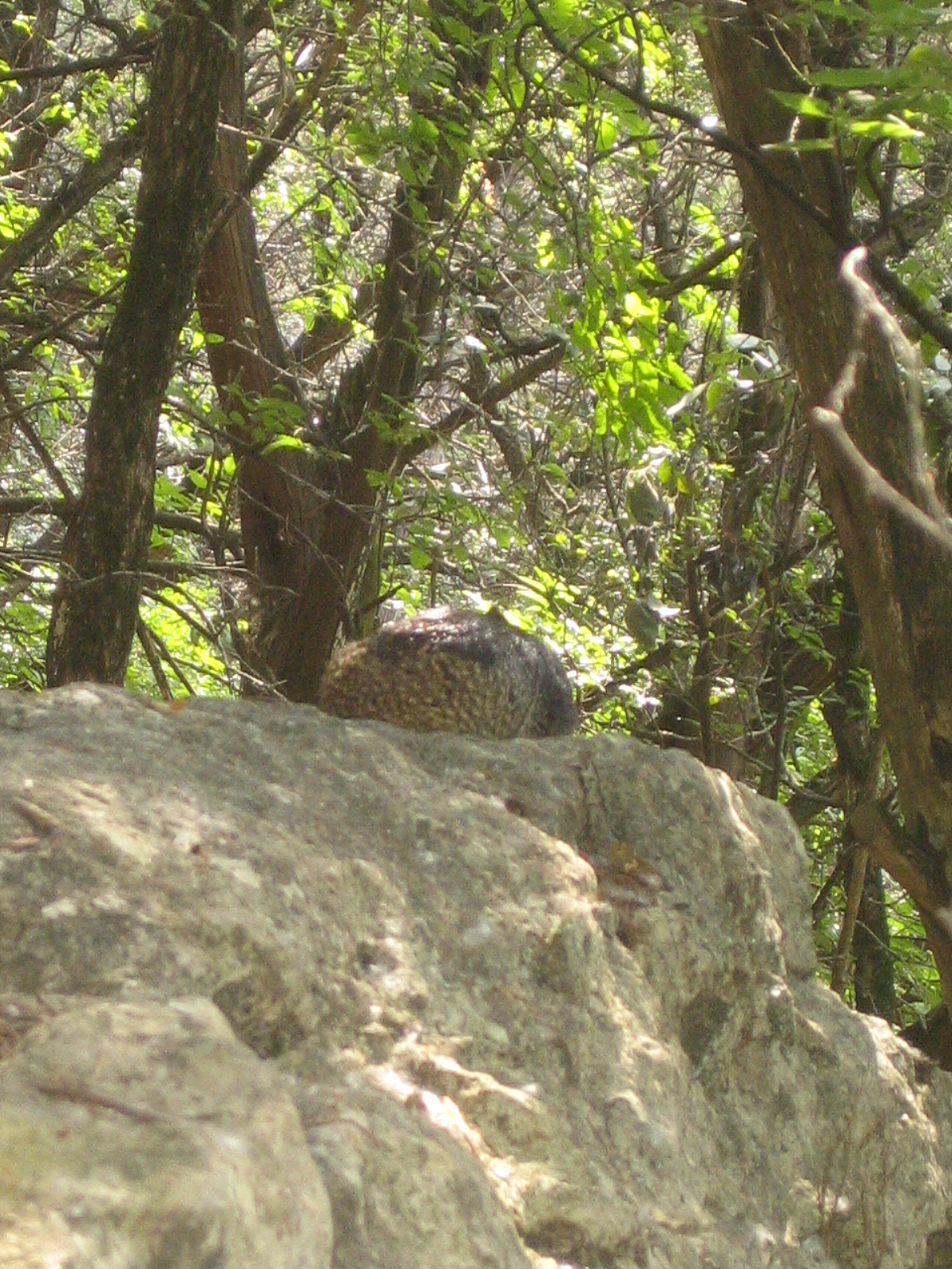 there is a bird sitting on a rock in the trees