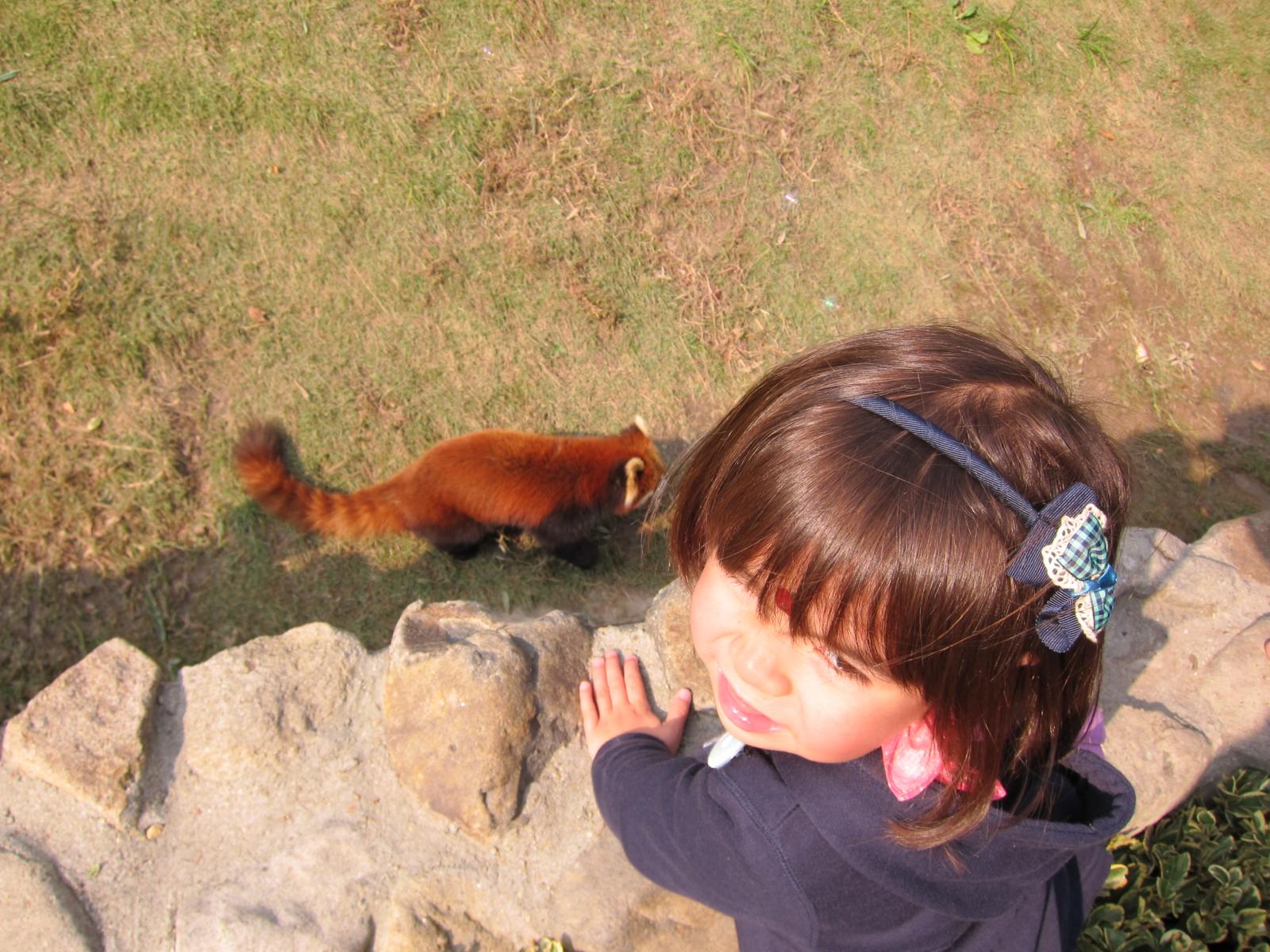 a  is taking pictures of a small fox