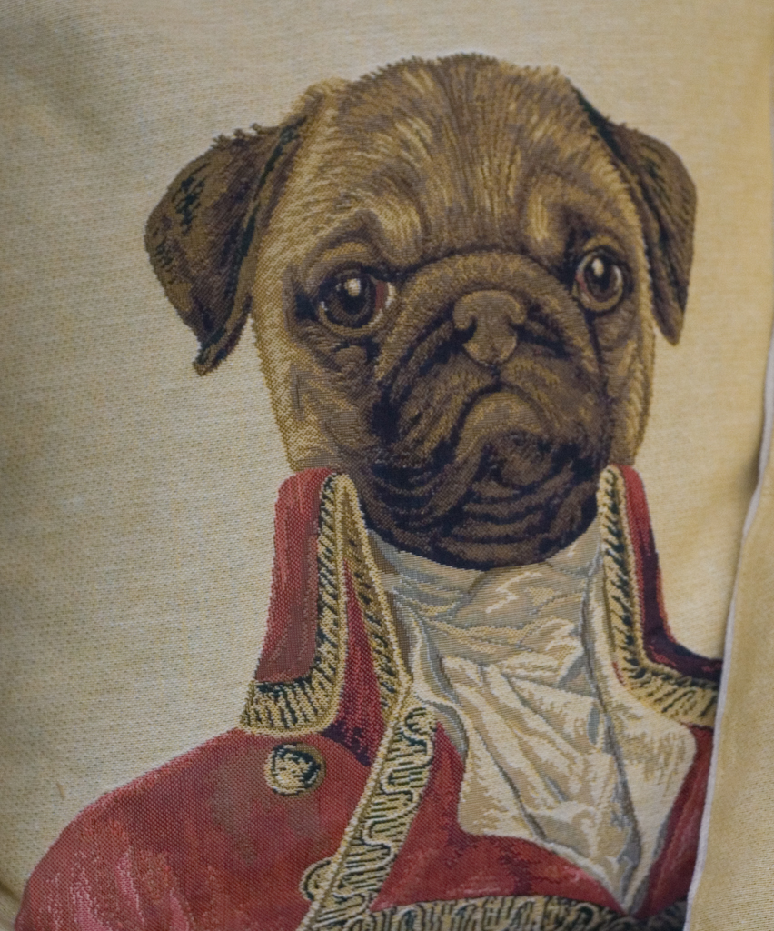 a dog wearing a red jacket is on top of a white pillow