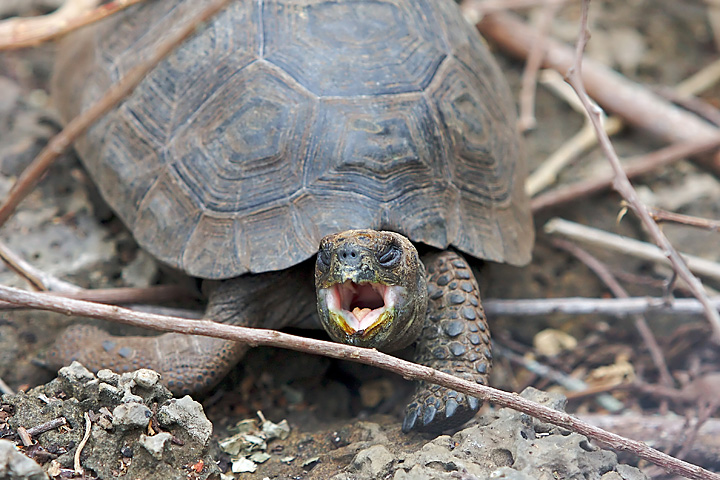 a turtle on the ground has its mouth open