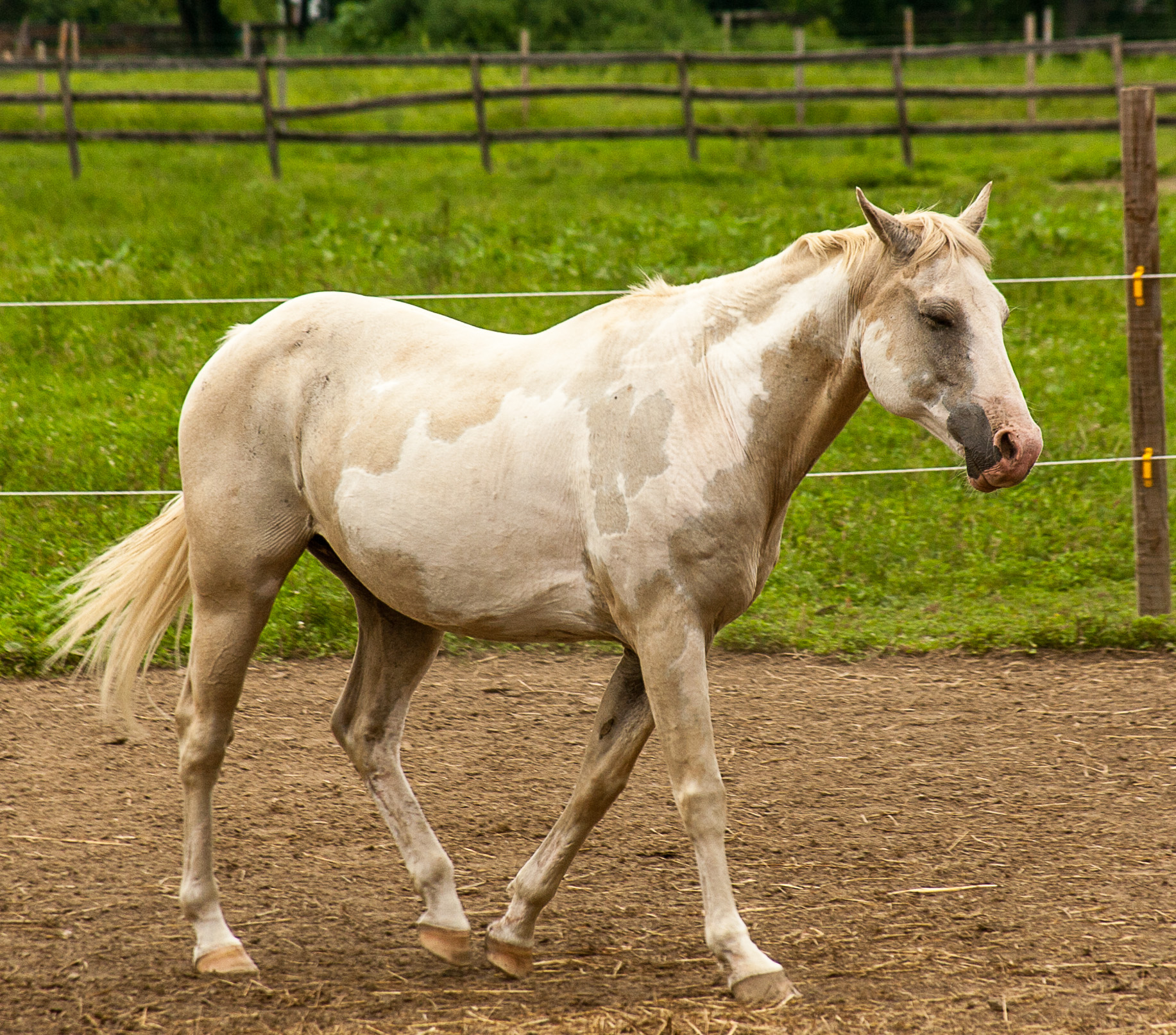 a light - colored horse stands in a dirt area, near a fence and grass area