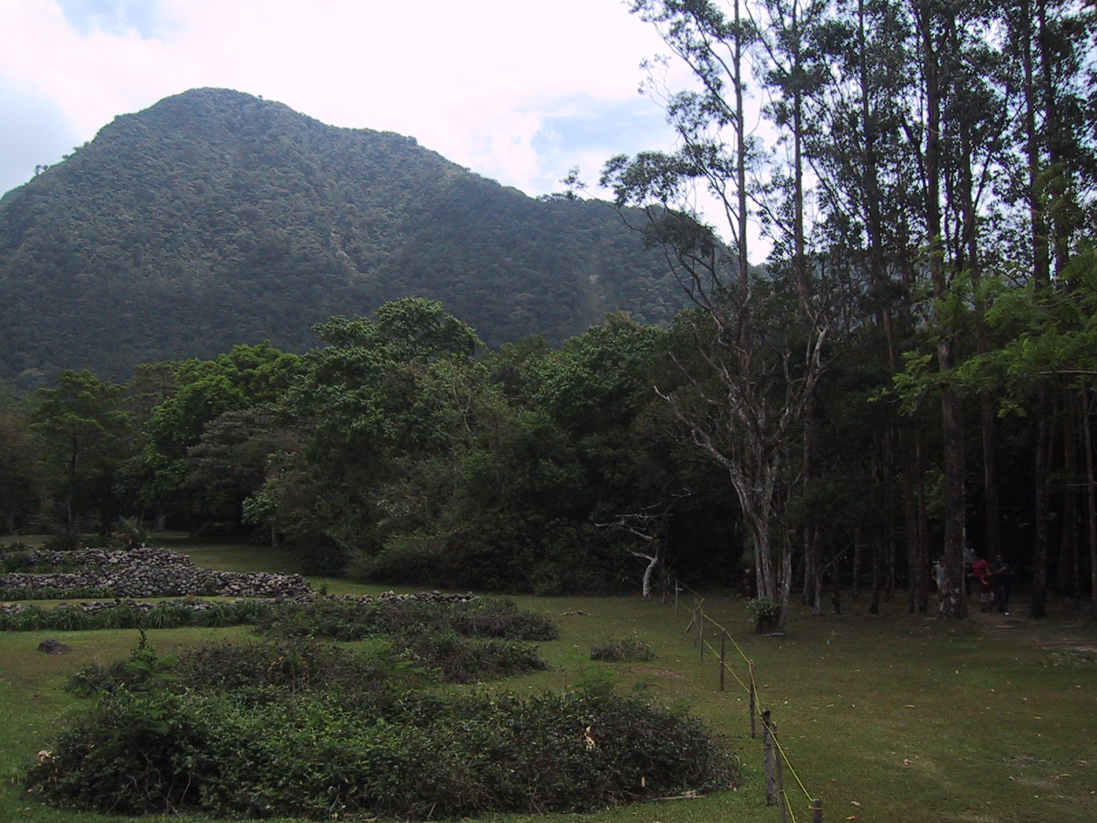 there is a field with bushes, trees and mountains in the background