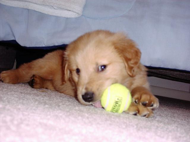 a little puppy playing with a ball on the floor