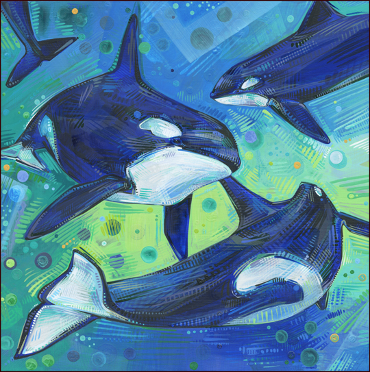 three orca whale in the ocean with bubbles in their mouths