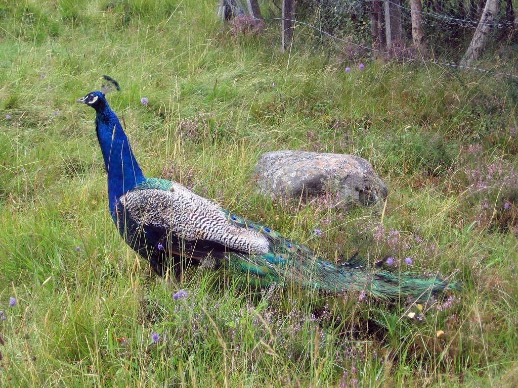 a peacock with a long tail is standing in a field of grass