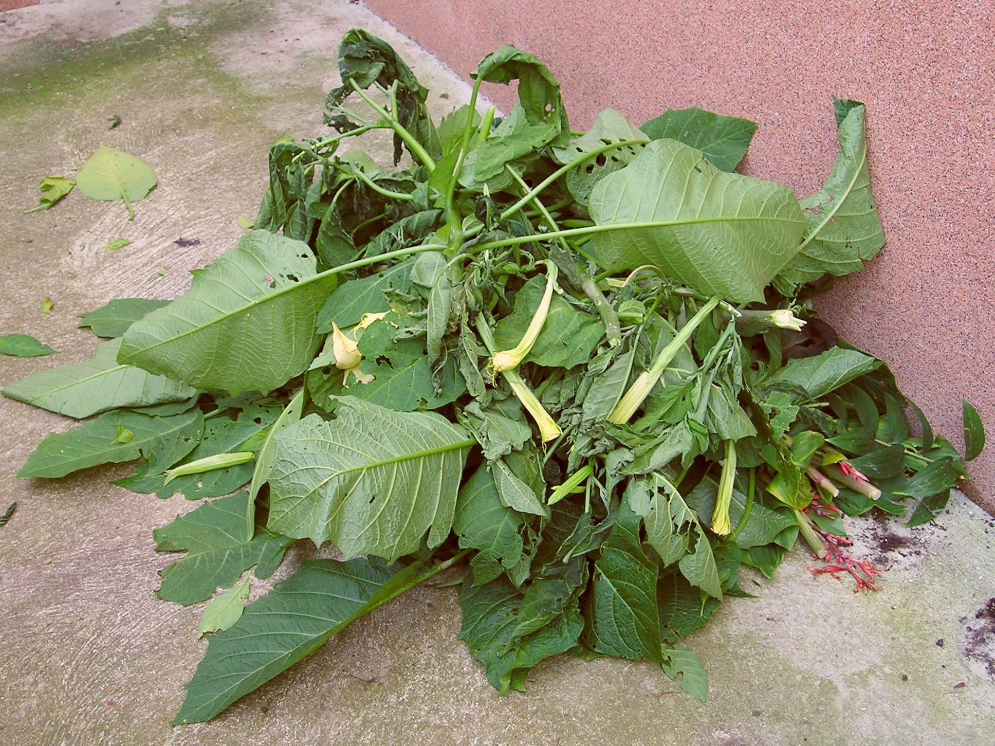 green leaves laying on the ground outside