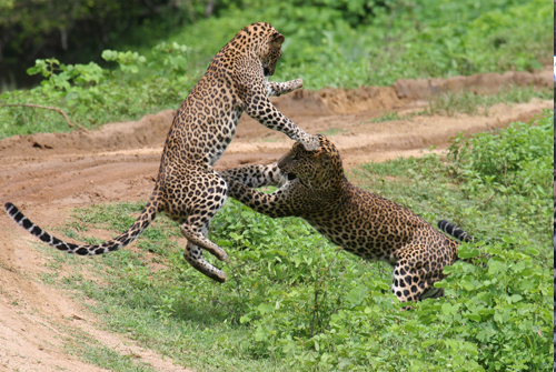 two cheetah are wrestling in the grass
