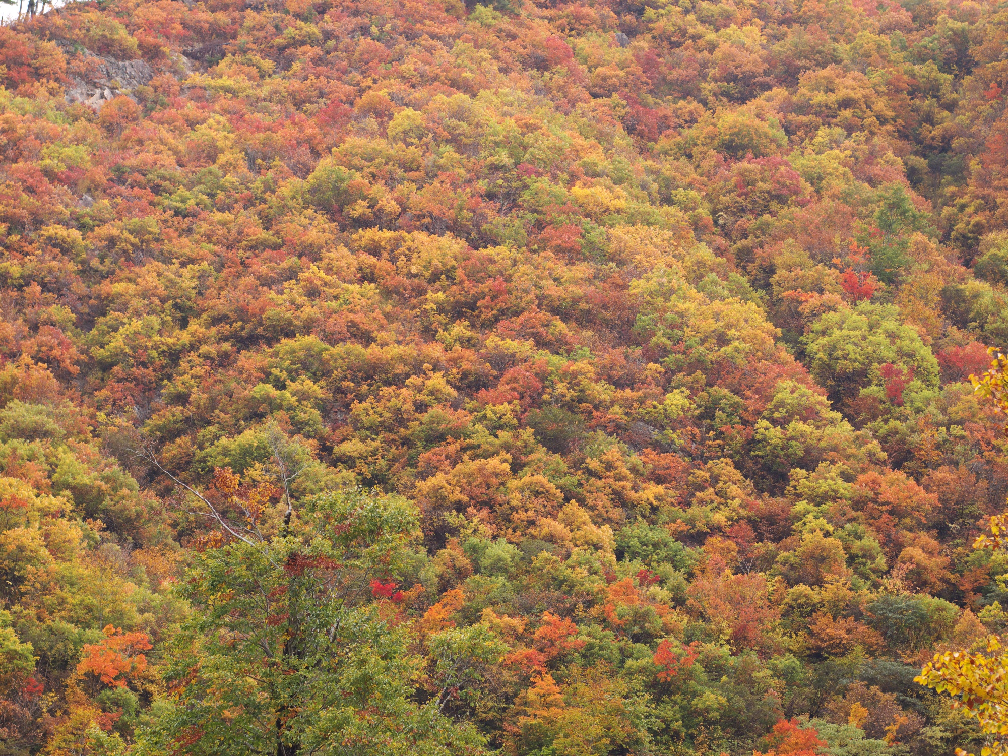 colorful trees are pictured from high up on the hillside