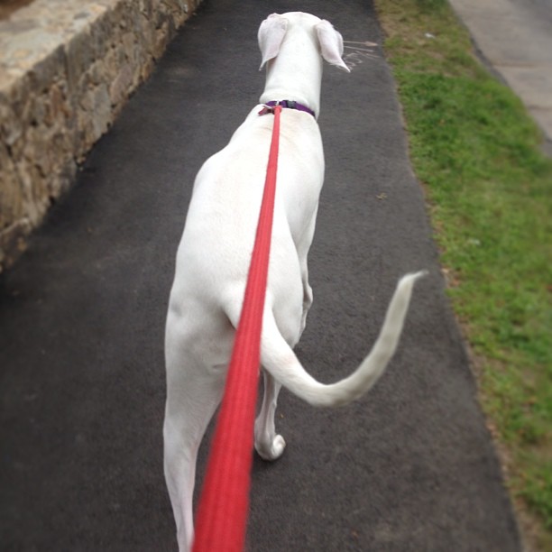 a white dog that is pulling soing red
