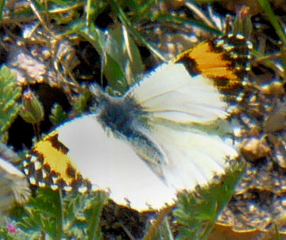 a white erfly is shown in some grass