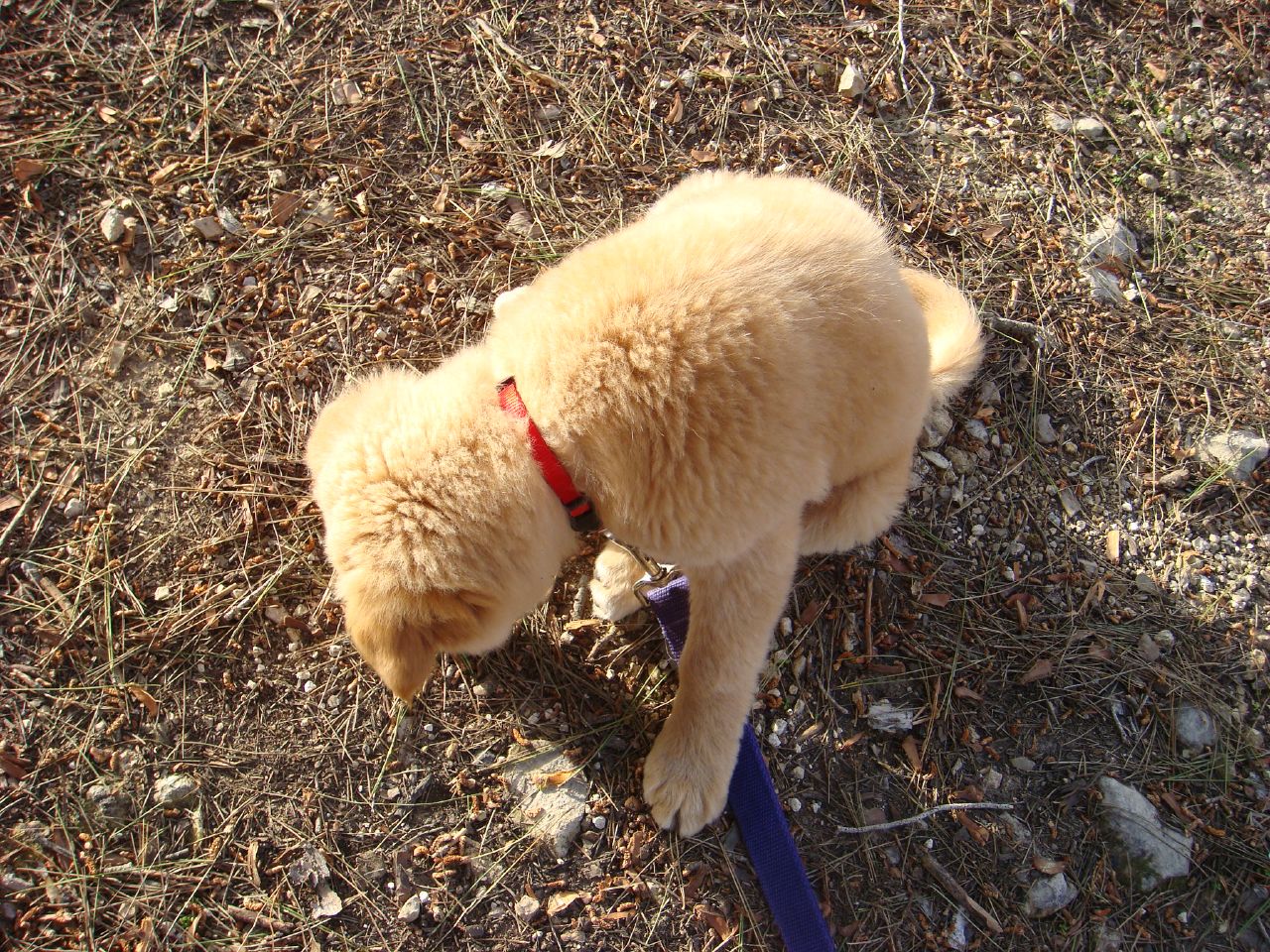 a yellow puppy is sniffing a red leash