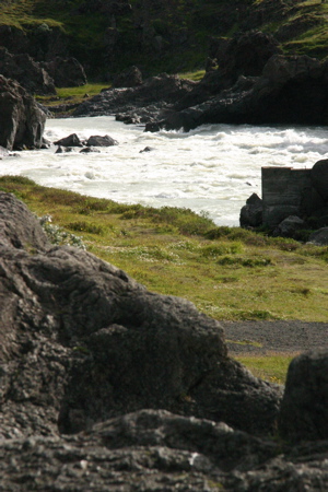 there is a small animal sitting on a rock near the river